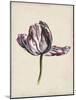 Antique Tulip Study II-Naomi McCavitt-Mounted Art Print