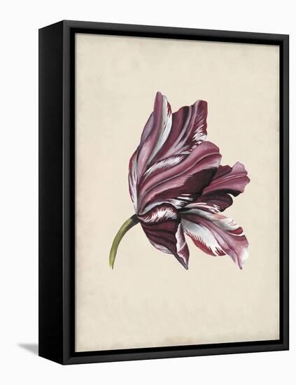 Antique Tulip Study III-Naomi McCavitt-Framed Stretched Canvas