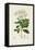 Antique Turpin Botanical II-0 Turpin-Framed Stretched Canvas