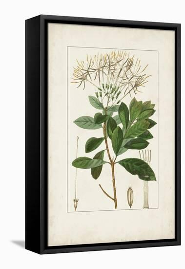 Antique Turpin Botanical II-0 Turpin-Framed Stretched Canvas