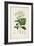 Antique Turpin Botanical II-0 Turpin-Framed Art Print