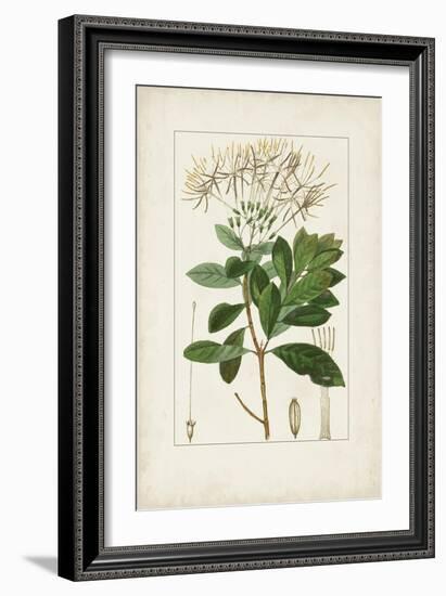 Antique Turpin Botanical II-0 Turpin-Framed Art Print