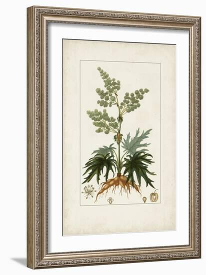 Antique Turpin Botanical III-0 Turpin-Framed Art Print