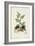 Antique Turpin Botanical III-0 Turpin-Framed Art Print