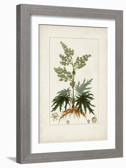 Antique Turpin Botanical III-0 Turpin-Framed Art Print