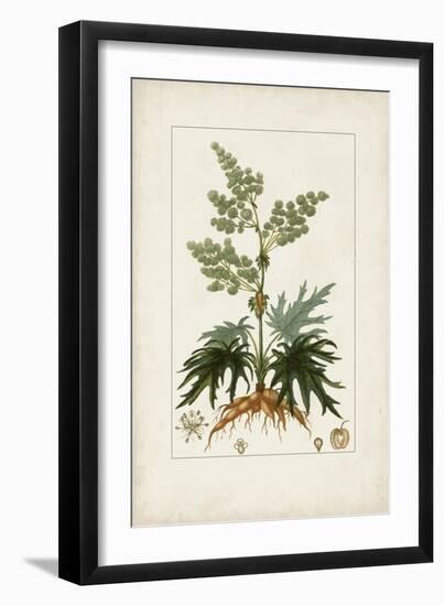 Antique Turpin Botanical III-0 Turpin-Framed Art Print