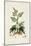 Antique Turpin Botanical III-0 Turpin-Mounted Art Print