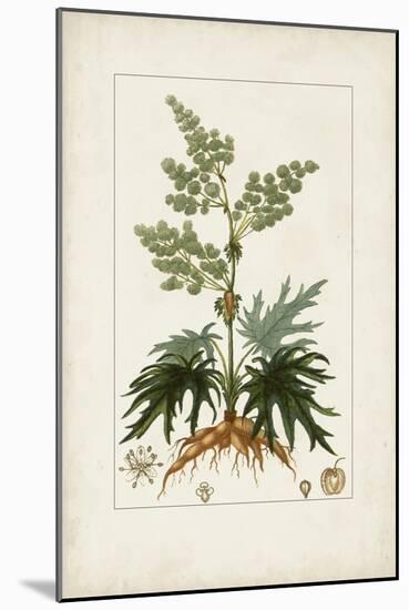 Antique Turpin Botanical III-0 Turpin-Mounted Art Print