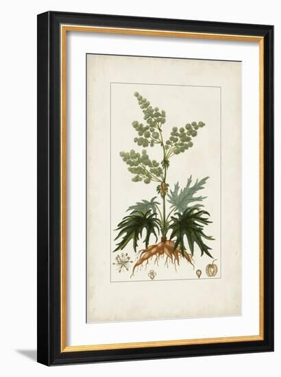 Antique Turpin Botanical III-0 Turpin-Framed Art Print