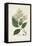 Antique Turpin Botanical V-0 Turpin-Framed Stretched Canvas