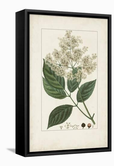 Antique Turpin Botanical V-0 Turpin-Framed Stretched Canvas