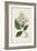 Antique Turpin Botanical V-0 Turpin-Framed Art Print