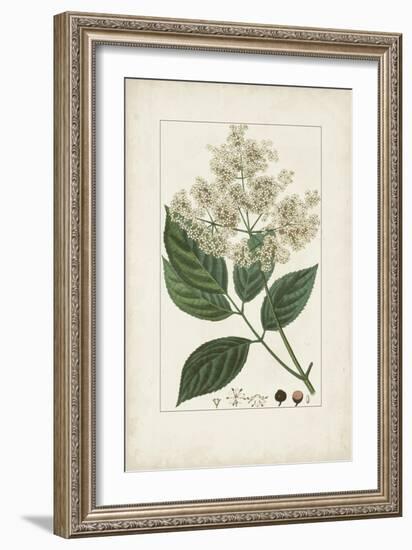 Antique Turpin Botanical V-0 Turpin-Framed Art Print