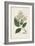 Antique Turpin Botanical V-0 Turpin-Framed Art Print