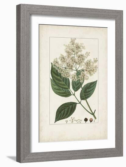 Antique Turpin Botanical V-0 Turpin-Framed Art Print