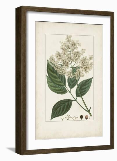 Antique Turpin Botanical V-0 Turpin-Framed Art Print