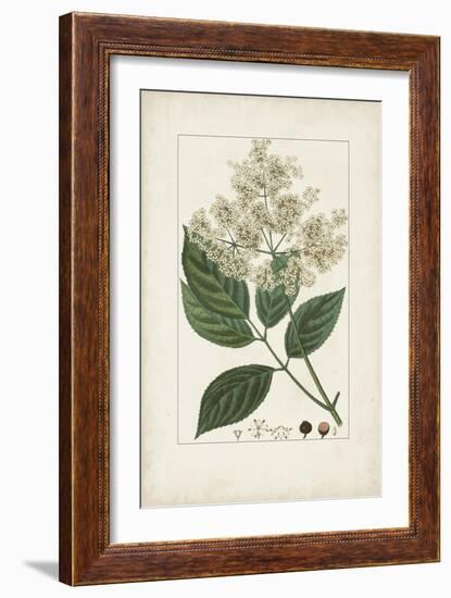 Antique Turpin Botanical V-0 Turpin-Framed Art Print
