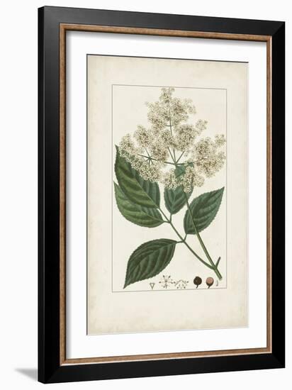 Antique Turpin Botanical V-0 Turpin-Framed Art Print