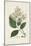 Antique Turpin Botanical V-0 Turpin-Mounted Art Print