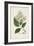 Antique Turpin Botanical V-0 Turpin-Framed Art Print