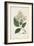 Antique Turpin Botanical V-0 Turpin-Framed Art Print