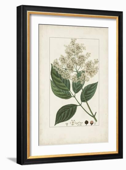 Antique Turpin Botanical V-0 Turpin-Framed Art Print