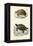 Antique Turtle Duo II-Oudart-Framed Stretched Canvas