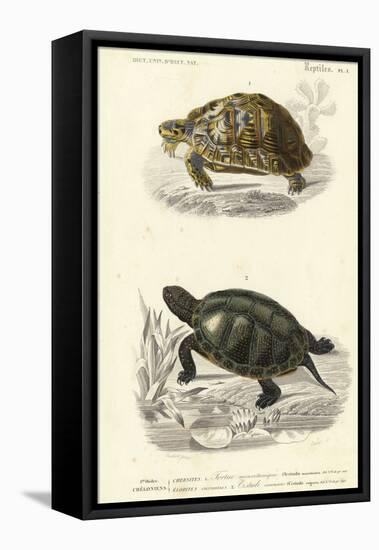 Antique Turtle Duo II-Oudart-Framed Stretched Canvas