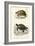 Antique Turtle Duo II-Oudart-Framed Art Print