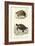 Antique Turtle Duo II-Oudart-Framed Art Print