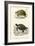 Antique Turtle Duo II-Oudart-Framed Art Print