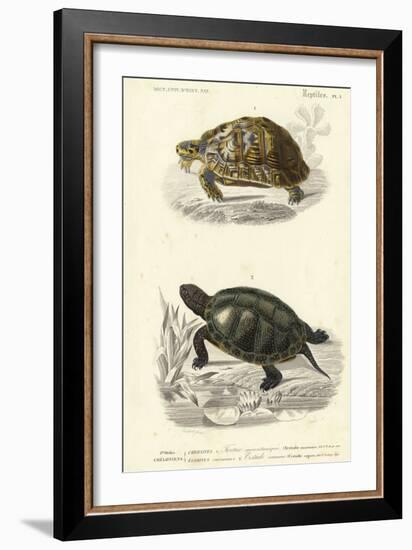 Antique Turtle Duo II-Oudart-Framed Art Print