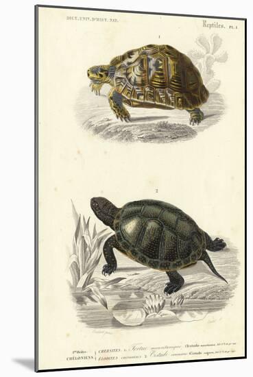 Antique Turtle Duo II-Oudart-Mounted Art Print