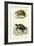 Antique Turtle Duo II-Oudart-Framed Art Print