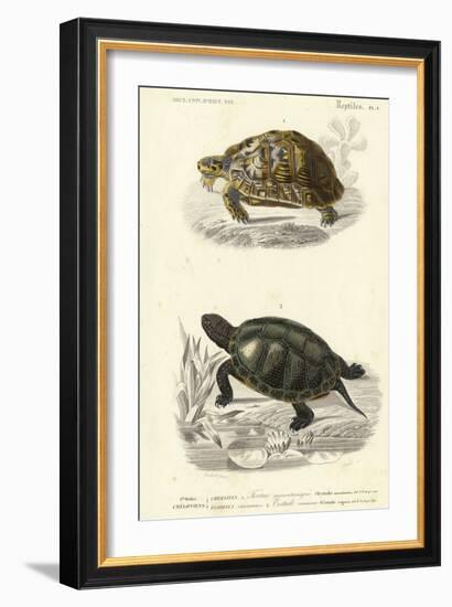 Antique Turtle Duo II-Oudart-Framed Art Print