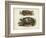 Antique Turtle Pair I-Vision Studio-Framed Art Print