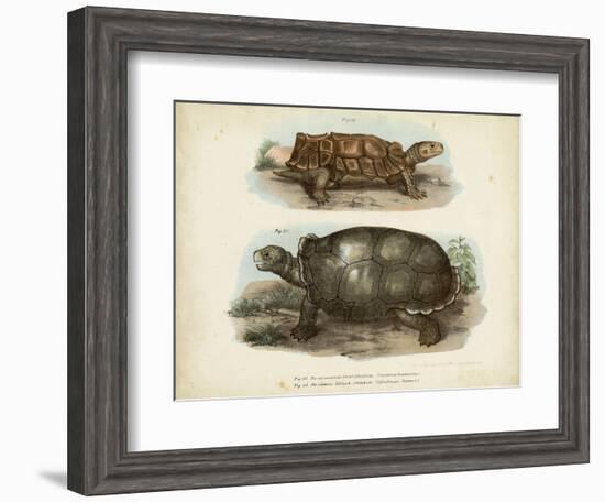 Antique Turtle Pair I-Vision Studio-Framed Art Print