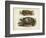 Antique Turtle Pair I-Vision Studio-Framed Art Print