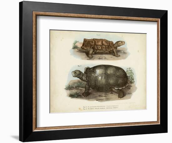 Antique Turtle Pair I-Vision Studio-Framed Art Print