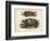 Antique Turtle Pair I-Vision Studio-Framed Art Print