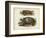 Antique Turtle Pair I-Vision Studio-Framed Art Print