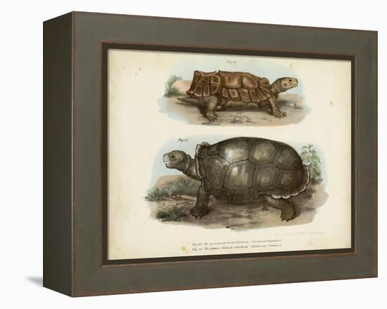 Antique Turtle Pair I-Vision Studio-Framed Stretched Canvas