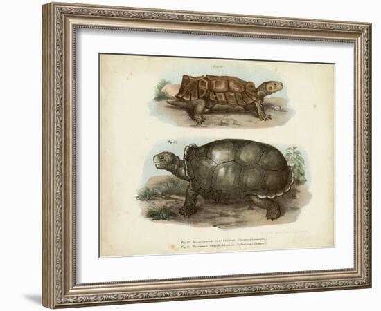 Antique Turtle Pair I-Vision Studio-Framed Art Print