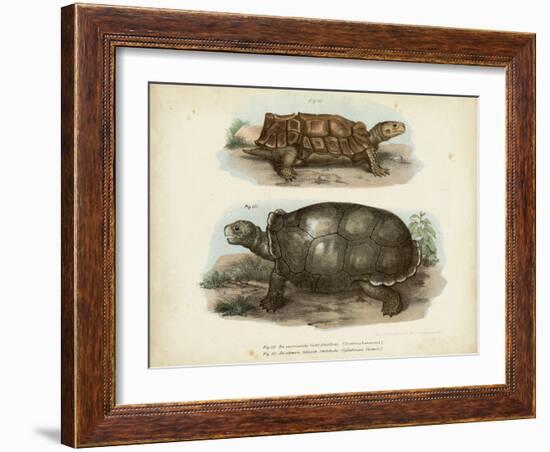 Antique Turtle Pair I-Vision Studio-Framed Art Print