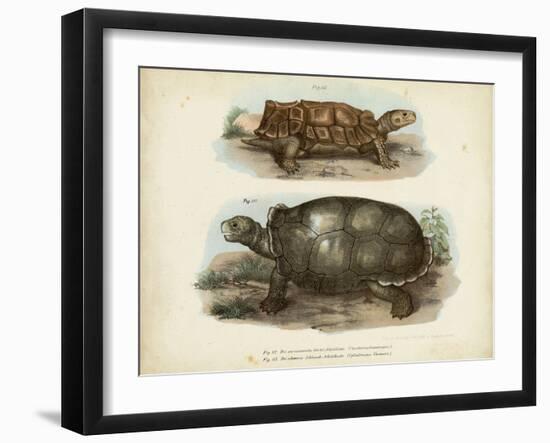 Antique Turtle Pair I-Vision Studio-Framed Art Print