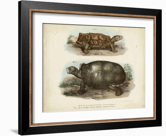 Antique Turtle Pair I-Vision Studio-Framed Art Print