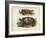 Antique Turtle Pair I-Vision Studio-Framed Art Print