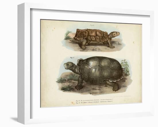 Antique Turtle Pair I-Vision Studio-Framed Art Print