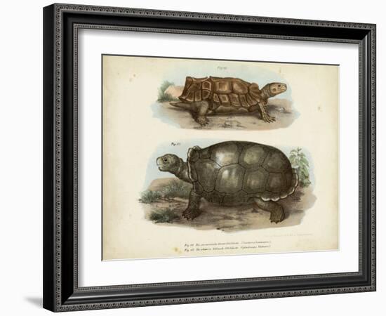 Antique Turtle Pair I-Vision Studio-Framed Art Print