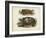 Antique Turtle Pair I-Vision Studio-Framed Art Print